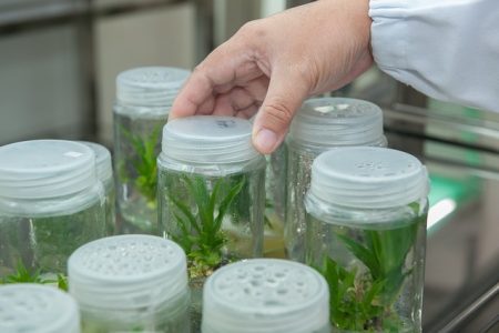 plant-tissue-culture-facility-2223464_640