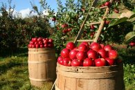 Medidas en materia de agricultura, pesca y alimentación