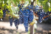 Subvenciones para inversiones en el sector del vino