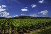 Abierta la convocatoria de subvenciones para inversiones en instalaciones de transformación e infraestructuras vitivinícolas